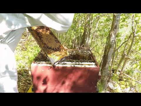 Kontroll av skattlåd