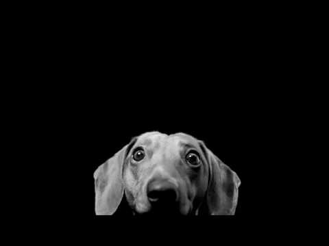 Franz Kafka - Forschungen eines Hundes Teil 2/2