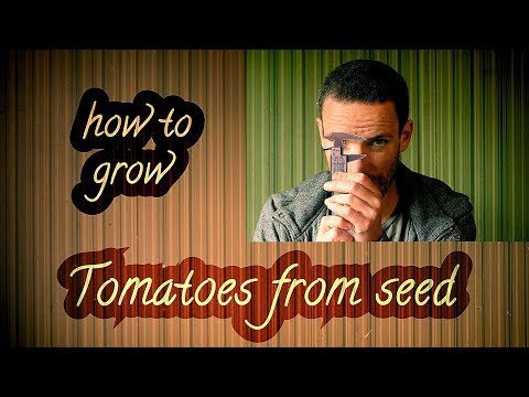How to grow Tomatoes from seed - a funky 'n fresh video tutorial - 1DM