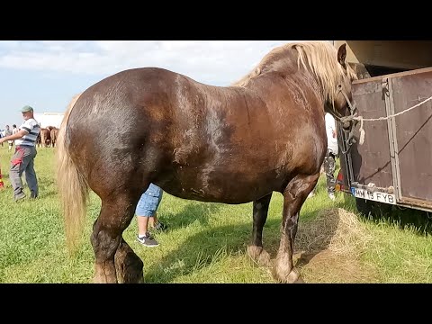 Iapă Gestantă de vânzare Ionuț de la Baia Mare 2023