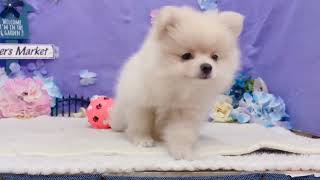 ポメラニアンの動画01