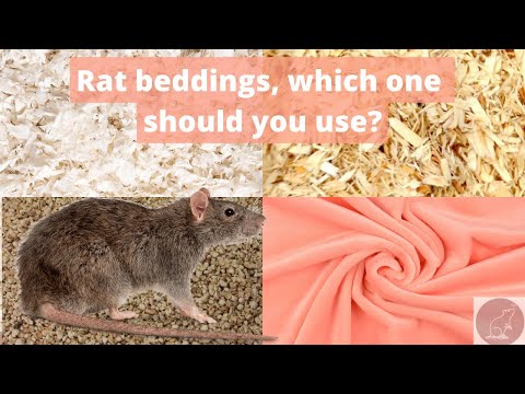 YouTube video about: What bedding is best for rats?