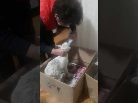 Milojka Bratić i jare