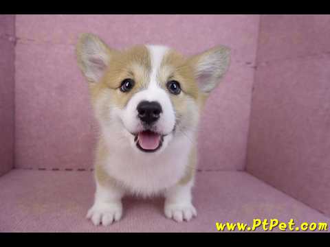 11/30雙色柯基犬母幼犬(屏東萬巒)