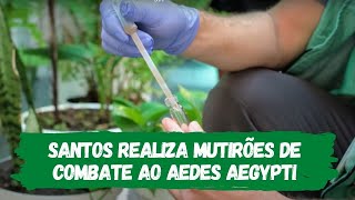 Santos realiza mutirões de combate ao Aedes aegypti