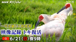 【NHKスペシャル】映像記録 トキ復活 人と命の原風景 | NHK