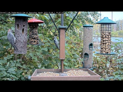 Fun Fall Morning Brings In Woodpeckers, Jay, & Catbird To Cornell Feeders – Oct. 6, 2023