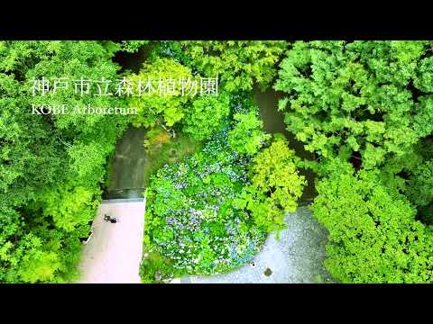 森林植物園のあじさいを北区の空から撮ってみた～NORTH by NORTH KOBE vol.1～