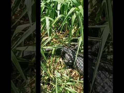 *BIG MOMMA *NAOMI *CHARLENE *PORCALINA *MARTHA and a great surprise at the end of the video