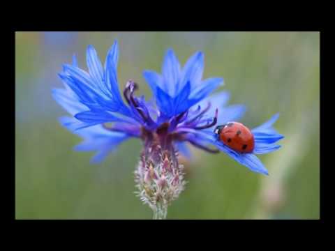 Wochenorakel 31 Juli bis 6 August 2017