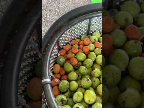 Kadıoğlu CKS100 100 Litre Rendeli Tip Ceviz Soyma Makinesi