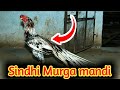 Sindhi Murga Mandi Sindhi Aseel Murga Mandi Sindhi Fight Murga Mandi