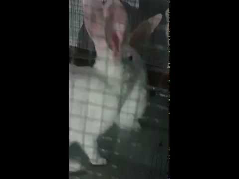 Dua Eden Tavşan Vine