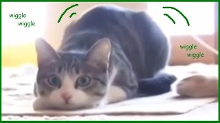 You Know What To Do With That Big Fat Butt? | Wiggle