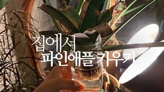 집에서 파인애플 키우기 pineapple 388화 #해맑은TV