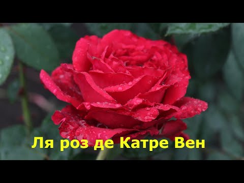 Троянда  Ля роз де Катре Вен, Троянда 4 вітрів