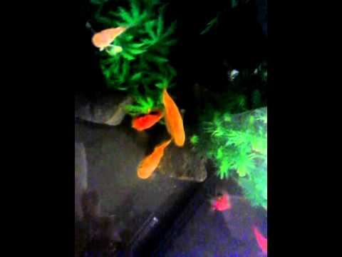 Molly, platy, and swordtail breeding tank