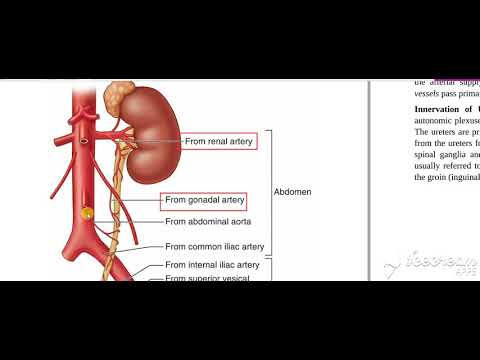 Ureter constrictions