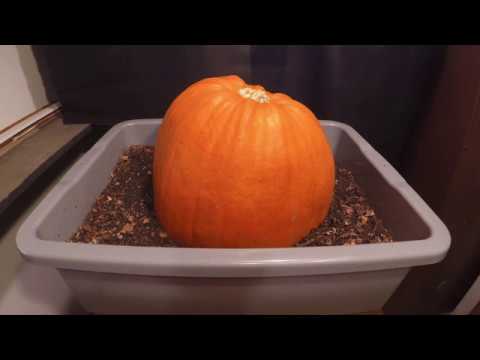 Pumpkin vs Red Wigglers 62-day time-lapse - ALL FRAMES - worm vermicomposting