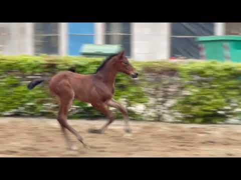 Holsteiner Hengstfohlen von Diarado -Cyrkon xx -Contender