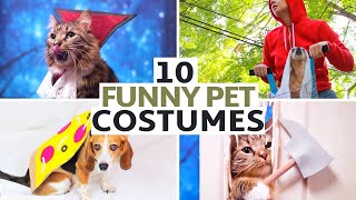 DIY Pet Halloween Costumes | DIY Halloween Costumes