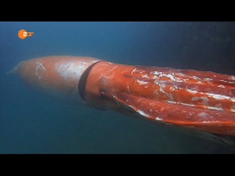Riesenkalmar in Japan - Giant Squid in Japan