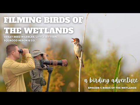 1 Episode I Wings of Wonder I A Birding Adventure! Birds of Ponds & Lakes in Hungary