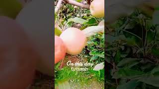 Download lagu red apples 🍎 😋 😍 👌 ♥️ #islamicstatus #ইসলামিক_শর্ট_ভিডিও mp3