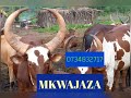 MKWAJAZA Ngwana Nzile Limbu Luchagula 2022