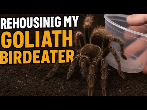 Goliath Birdeater Tarantula Rehouse and Setup! Theraphosa apophysis