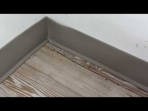 Ants Hiding in the Coat Closet in Wall...