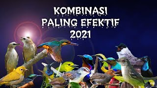 Download lagu Suara Burung Ribut || SUPER AMPUH SUDAH TERBUKTI HASILNYA mp3 Download lagu Suara Burung Ribut || SUPER AMPUH SUDAH TERBUKTI HASILNYA mp3