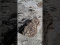Homeschool Science - Exploring a Giant Rock