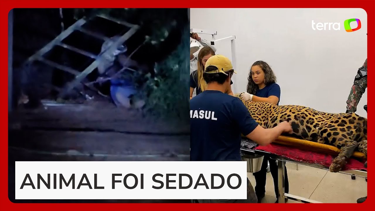 Vídeo mostra o momento em que onça que matou caseiro é capturada por armadilha em MS