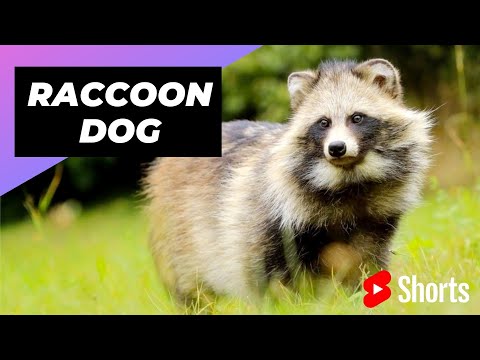 Raccoon Dog 🐶 Unique Animal You Have Never Seen