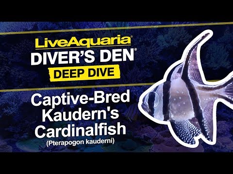 Captive-Bred Kaudern's Cardinalfish - LiveAquaria Diver's Den