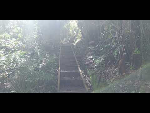 Lesi vilo mai le la'a i Wairoa Beach.