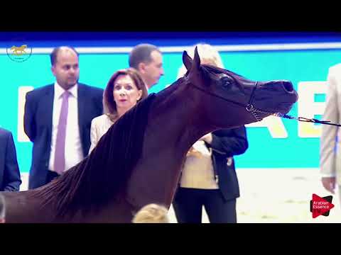 N.167 YAS BHM - Dubai 2019 - Colts in 3 years old