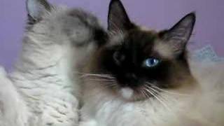 Meiko and Prissy - my little Ragdoll babies