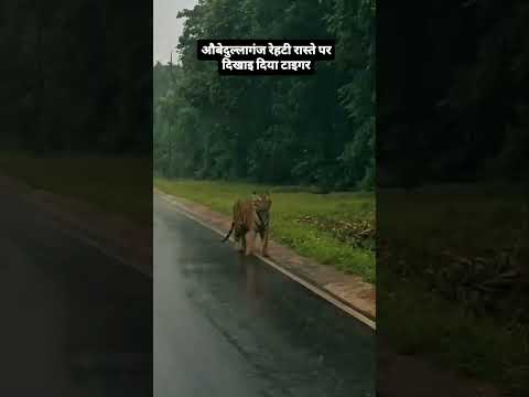 Obaidullah ganj rehti wale raste pr dikha tiger 🐅🐯  #motivat  #subscribe #automobile #youtubeshorts