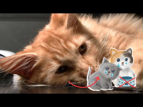 Why does my cat not want to eat and is depressed?