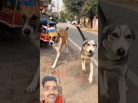 everything dogs doglover..!😱😍😂#explore #shorts #doglovers#doglover#dogs#shortsfeed