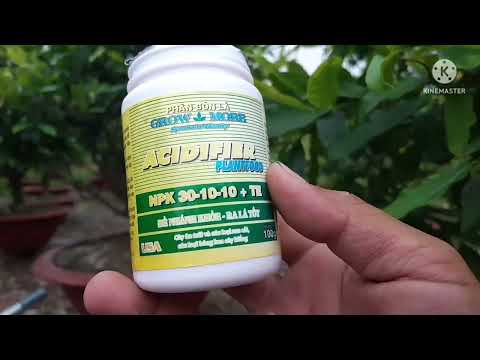 @ sử dụng NPK kết hợp phân vi lượng giúp lá xanh dày, to lá mập cành.