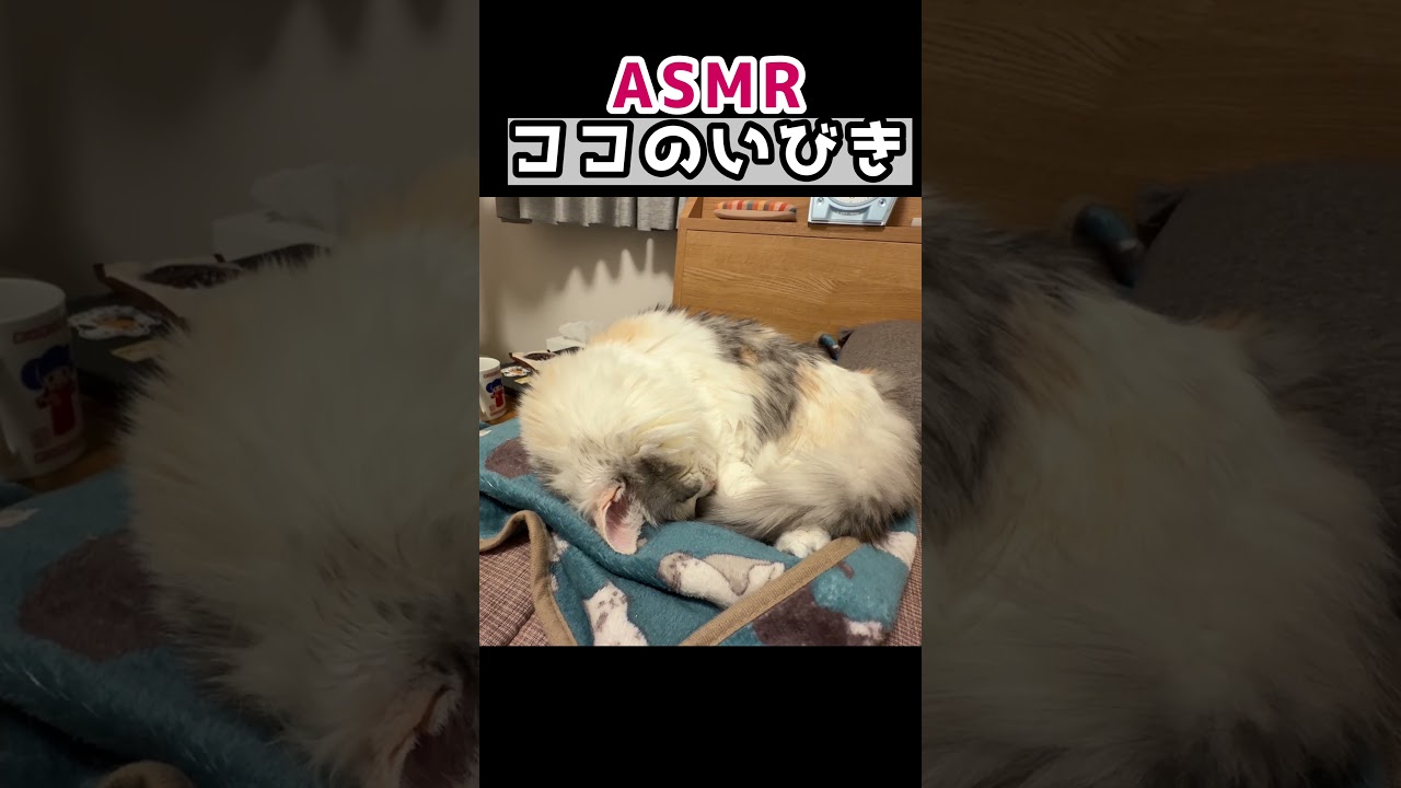 [ASMR]ココのいびき#猫 #cat #shorts