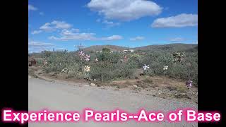 Experience Pearls  Ace of Base
