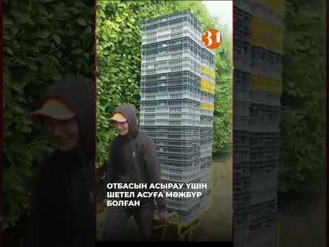 Танымал ақын Англияда құлпынай теріп жүр | «Әділдік алаңы» | Руслан Өтепбай