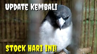 Download lagu Update Stock again today! mp3