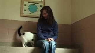 How to Share Reiki with a Shelter Cat