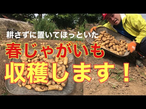 ジャガイモの収穫時期は何によって決まりますか？ 2つの期間があり、どちらを選択するかはあなたが決めます！  庭園
