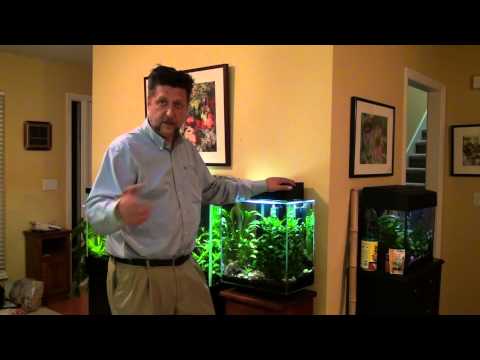 Fluval Edge 12 Gallon: Review